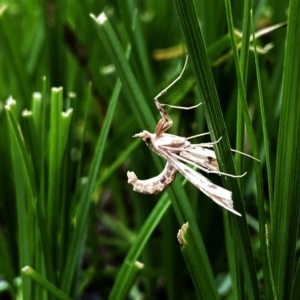 Sceliodes cordalis at Googong, NSW - suppressed