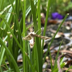 Sceliodes cordalis at Googong, NSW - suppressed