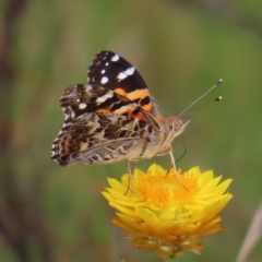 Vanessa kershawi (Australian Painted Lady) at Kambah, ACT - 29 Dec 2022 by MatthewFrawley