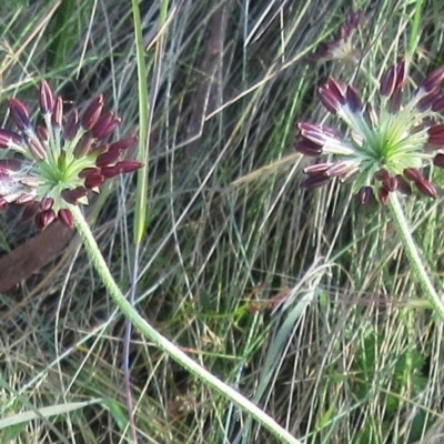 Oreomyrrhis eriopoda (Australian Carraway) at Molonglo Valley, ACT - 27 Dec 2022 by sangio7