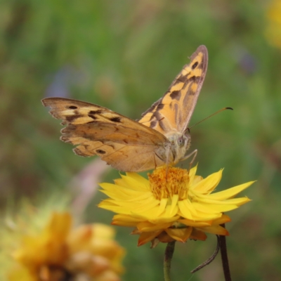 Heteronympha merope (Common Brown Butterfly) at Mount Taylor - 29 Dec 2022 by MatthewFrawley