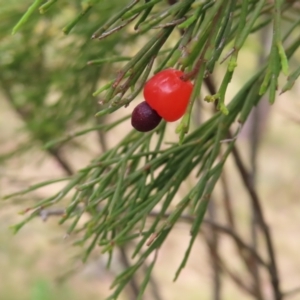 Exocarpos cupressiformis at Kambah, ACT - 29 Dec 2022 01:55 PM