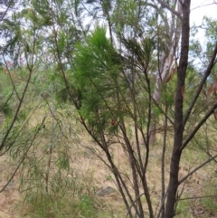 Exocarpos cupressiformis at Kambah, ACT - 29 Dec 2022 01:55 PM