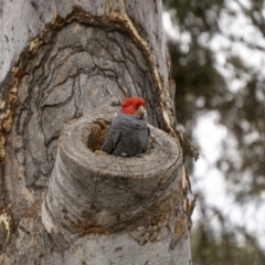 Callocephalon fimbriatum at Ainslie, ACT - suppressed