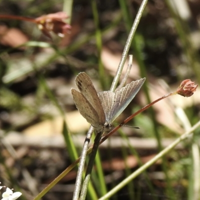 Erina hyacinthina (Varied Dusky-blue) at Wingecarribee Local Government Area - 20 Dec 2022 by GlossyGal