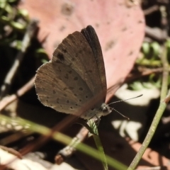 Erina hyacinthina at High Range, NSW - 21 Dec 2022 10:17 AM