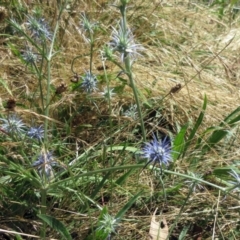 Eryngium ovinum (Blue Devil) at Molonglo Valley, ACT - 28 Dec 2022 by sangio7