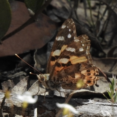 Vanessa kershawi (Australian Painted Lady) at Wingecarribee Local Government Area - 20 Dec 2022 by GlossyGal