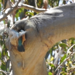Todiramphus sanctus (Sacred Kingfisher) at High Range, NSW - 21 Dec 2022 by GlossyGal