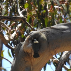 Todiramphus sanctus at High Range, NSW - 21 Dec 2022 11:17 AM