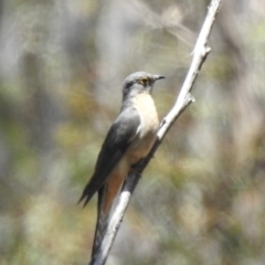 Cacomantis flabelliformis (Fan-tailed Cuckoo) at High Range - 21 Dec 2022 by GlossyGal