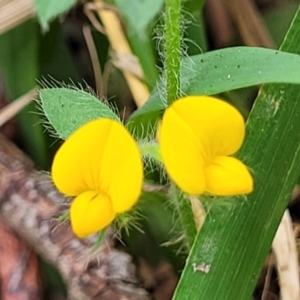 Lotus sp. at Bateau Bay, NSW - 29 Dec 2022