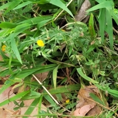 Lotus sp. at Bateau Bay, NSW - 29 Dec 2022