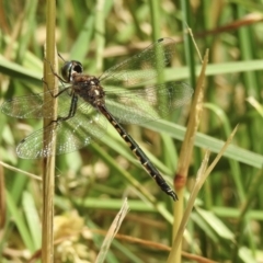 Hemicordulia australiae (Australian Emerald) at Burradoo, NSW - 21 Dec 2022 by GlossyGal