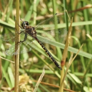 Hemicordulia australiae at Burradoo, NSW - 21 Dec 2022