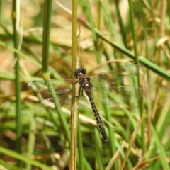 Hemicordulia australiae at Burradoo, NSW - 21 Dec 2022