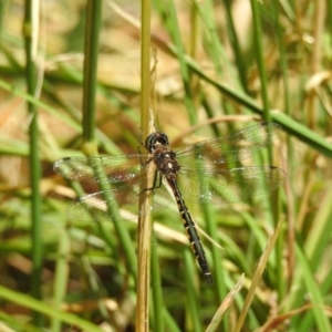 Hemicordulia australiae at Burradoo, NSW - 21 Dec 2022 01:42 PM