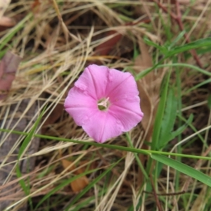 Convolvulus angustissimus subsp. angustissimus at Kambah, ACT - 29 Dec 2022 01:56 PM