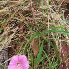 Convolvulus angustissimus subsp. angustissimus at Kambah, ACT - 29 Dec 2022