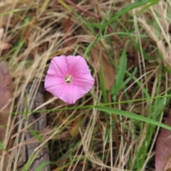 Convolvulus angustissimus subsp. angustissimus at Kambah, ACT - 29 Dec 2022 01:56 PM