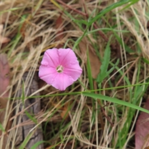 Convolvulus angustissimus subsp. angustissimus at Kambah, ACT - 29 Dec 2022