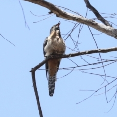 Cacomantis flabelliformis (Fan-tailed Cuckoo) at Acton, ACT - 12 Nov 2022 by AlisonMilton