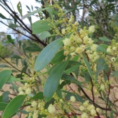 Acacia penninervis var. penninervis (Hickory Wattle) at Kambah, ACT - 29 Dec 2022 by MatthewFrawley