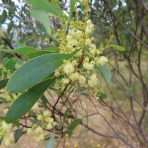 Acacia penninervis var. penninervis at Kambah, ACT - 29 Dec 2022