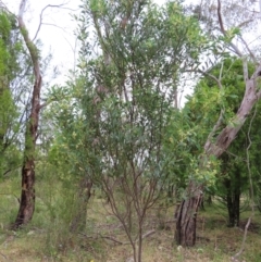 Acacia penninervis var. penninervis at Kambah, ACT - 29 Dec 2022