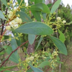 Acacia penninervis var. penninervis at Kambah, ACT - 29 Dec 2022