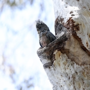 Callocephalon fimbriatum at Acton, ACT - suppressed