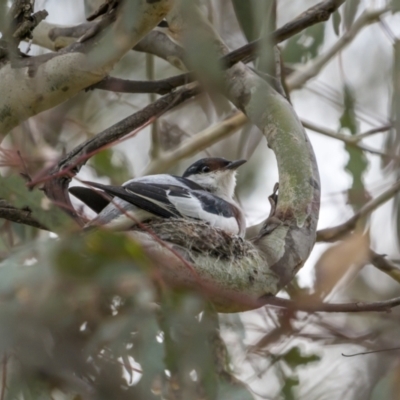 Lalage tricolor (White-winged Triller) at Mount Ainslie - 28 Dec 2022 by trevsci