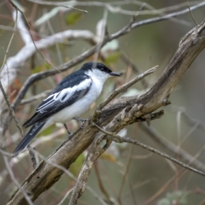 Lalage tricolor at Pialligo, ACT - 29 Dec 2022 08:16 AM