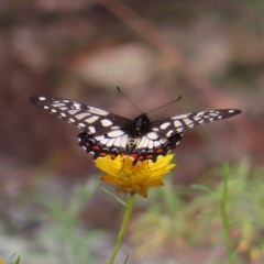 Papilio anactus (Dainty Swallowtail) at Kambah, ACT - 29 Dec 2022 by MatthewFrawley