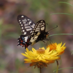 Papilio anactus at Kambah, ACT - 29 Dec 2022