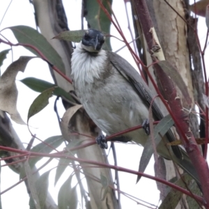 Philemon corniculatus at Acton, ACT - 12 Nov 2022