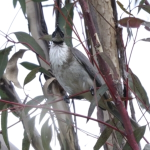 Philemon corniculatus at Acton, ACT - 12 Nov 2022