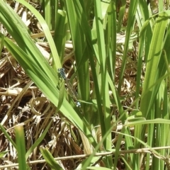 Ischnura heterosticta (Common Bluetail Damselfly) at Wingecarribee Local Government Area - 21 Dec 2022 by GlossyGal