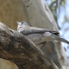 Colluricincla harmonica (Grey Shrikethrush) at Acton, ACT - 12 Nov 2022 by AlisonMilton