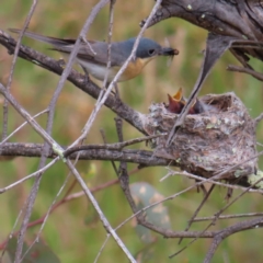 Myiagra rubecula (Leaden Flycatcher) at Mount Taylor - 29 Dec 2022 by MatthewFrawley