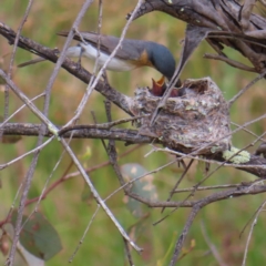 Myiagra rubecula at Fisher, ACT - 29 Dec 2022