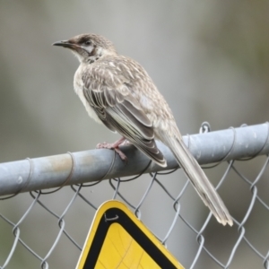 Anthochaera carunculata at Acton, ACT - 12 Nov 2022