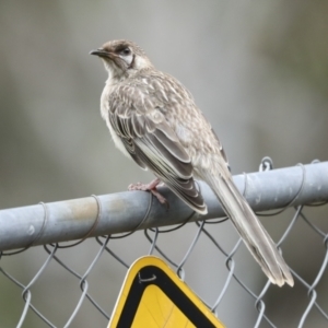 Anthochaera carunculata at Acton, ACT - 12 Nov 2022