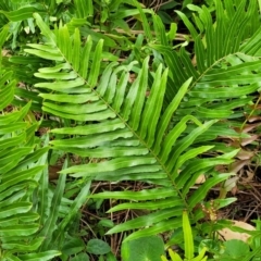 Blechnum sp. (A Hard Fern) at Bateau Bay, NSW - 29 Dec 2022 by trevorpreston