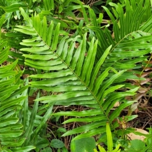 Blechnum sp. at Bateau Bay, NSW - 29 Dec 2022