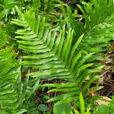 Blechnum sp. (A Hard Fern) at Bateau Bay, NSW - 29 Dec 2022 by trevorpreston