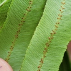 Blechnum sp. at Bateau Bay, NSW - 29 Dec 2022 03:06 PM