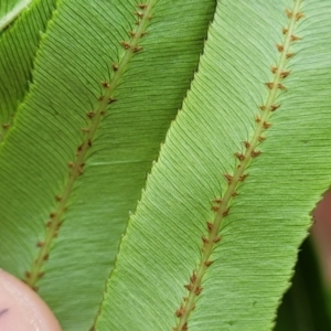 Blechnum sp. at Bateau Bay, NSW - 29 Dec 2022