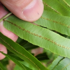 Blechnum sp. at Bateau Bay, NSW - 29 Dec 2022 03:06 PM