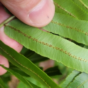 Blechnum sp. at Bateau Bay, NSW - 29 Dec 2022